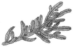 Orthorrhynchium elegans, habit. Drawn from A.J. Fife 11157, CHR 515061.
 Image: R.C. Wagstaff © Landcare Research 2015 